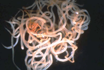 Image: Onchocerca volvulus (adult worms) (Photo courtesy of ICP).